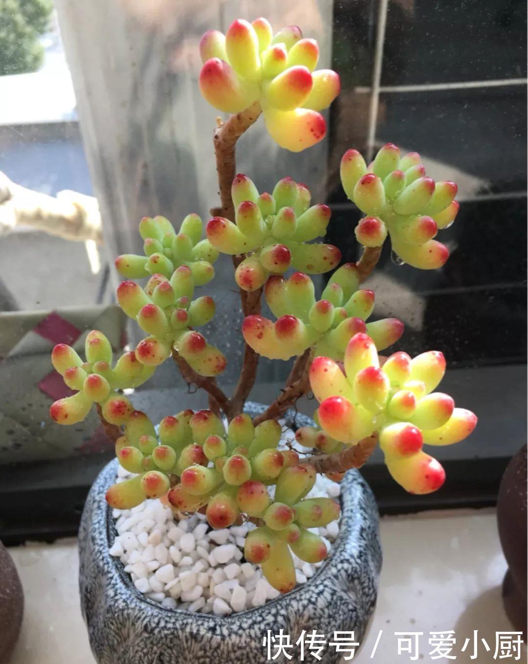 多肉盆栽植物:多肉品种太多了,简单分成6大类,看完再也养不死