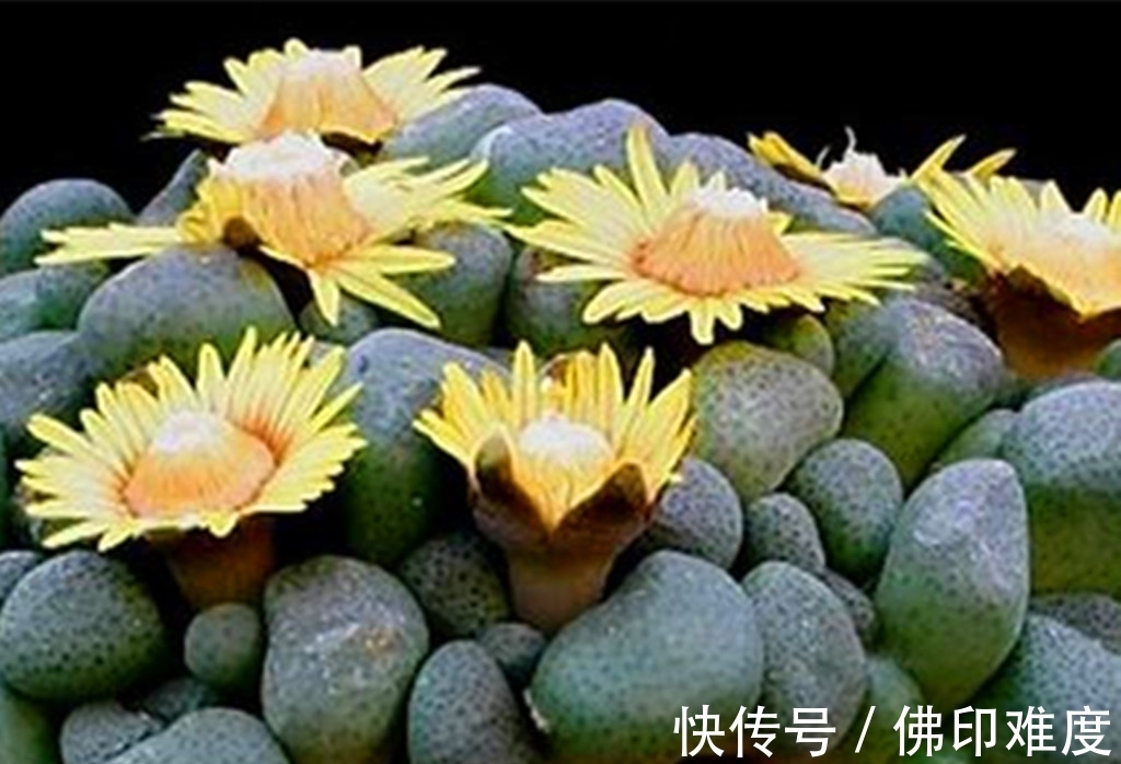 叶椒草|这些多肉说不上哪里好,但就是让人一眼难忘,有的开花还很美