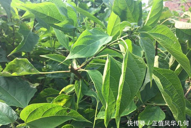 女性不想“老得快”，要多食3物，排出毒素，清理血管，滋养子宫