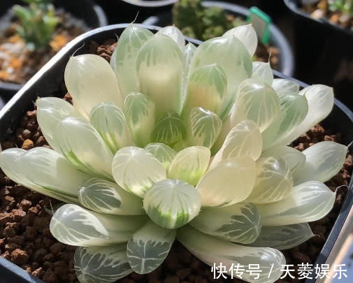 白斑玉露如何叶插教你3个叶插的小步骤，生根快速长势还旺盛