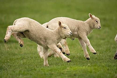 辽国|在宋朝有一种动物,差点被吃到灭绝,说出来你都不会信!