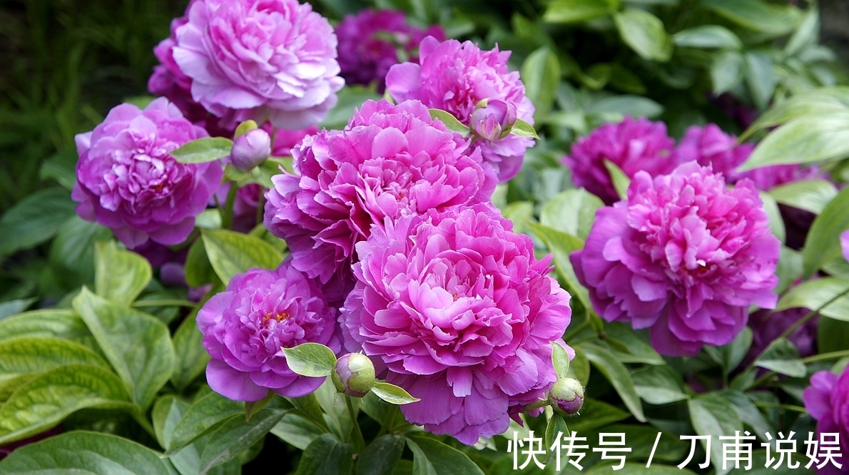 庭院爱养花卉,3种花卉不能少,养护花开满园,花园成花海,美丽