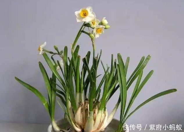 石蒜科 水仙 可以绿化美化环境 开的花朵也很美丽 快资讯