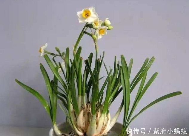 石蒜科 水仙 可以绿化美化环境 开的花朵也很美丽 快资讯 石蒜科 水仙 可以绿化美化环境 开的花朵也很美丽 快资讯
