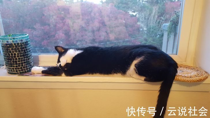 宠物|姿势比人类还专业？20个「宠物做瑜伽」的爆笑瞬间