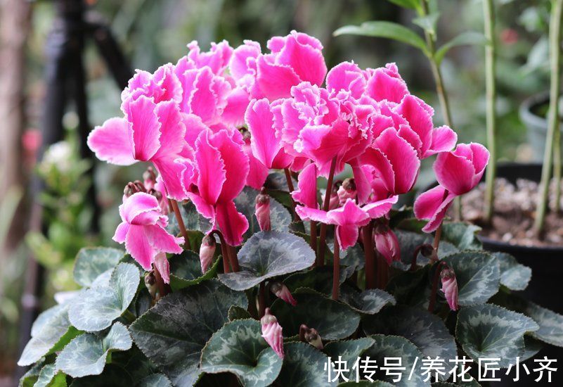 秋季3种花要补肥,但不是用促花肥,要合理施肥,才能开花爆盆