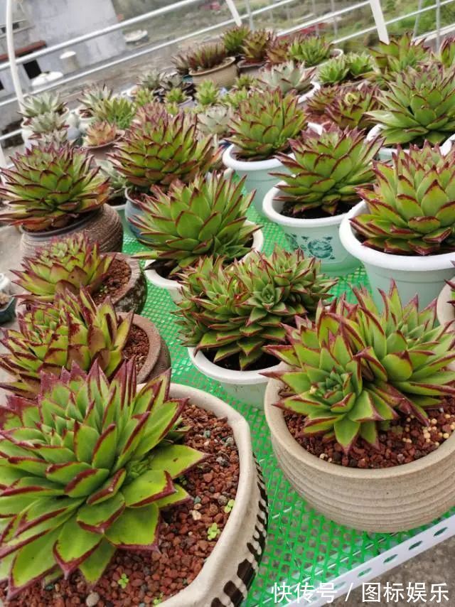 遇见，是一生！遇见多肉，是我的余生和全部！