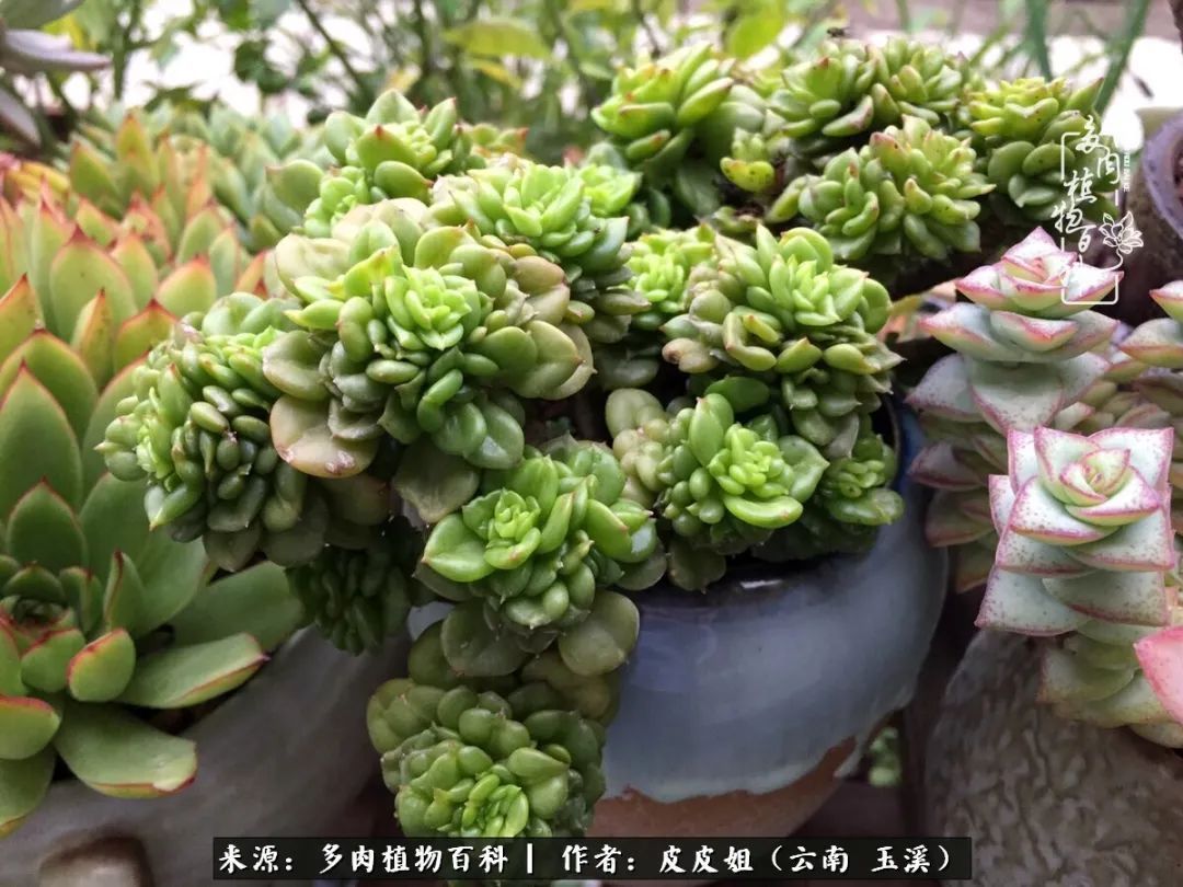 秋黄|柴米油盐的日子,养几盆多肉吧,为生活添几抹色彩!