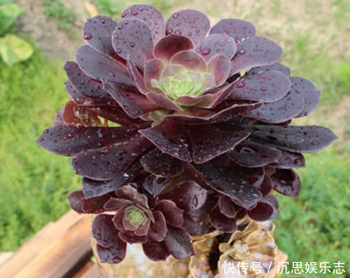 法师|多肉黑法师怎么养教你3个小妙招,养出乌黑油亮的黑法师