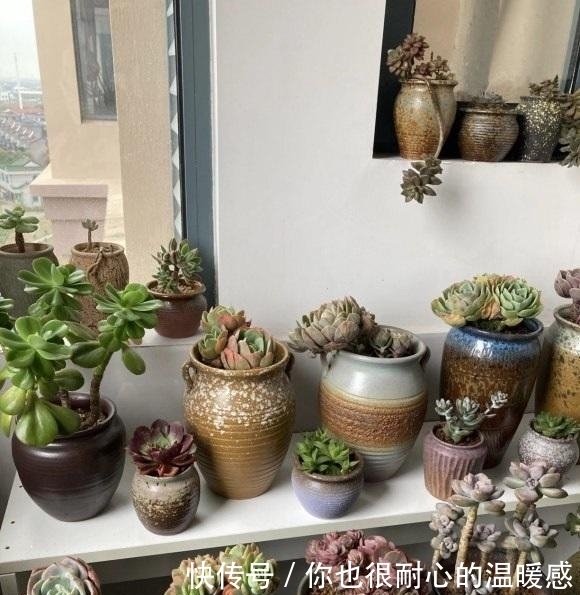 春天买多肉，三思而后行，买多了家里放不下，肉不在多而在精