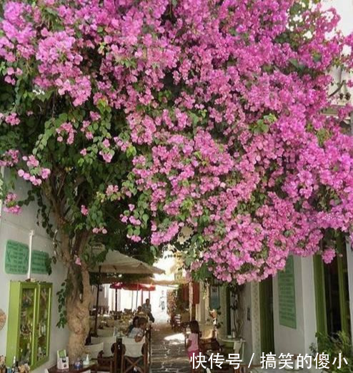 4种花专挑秋天爆盆，养一盆连续爆花3个月，花多花美