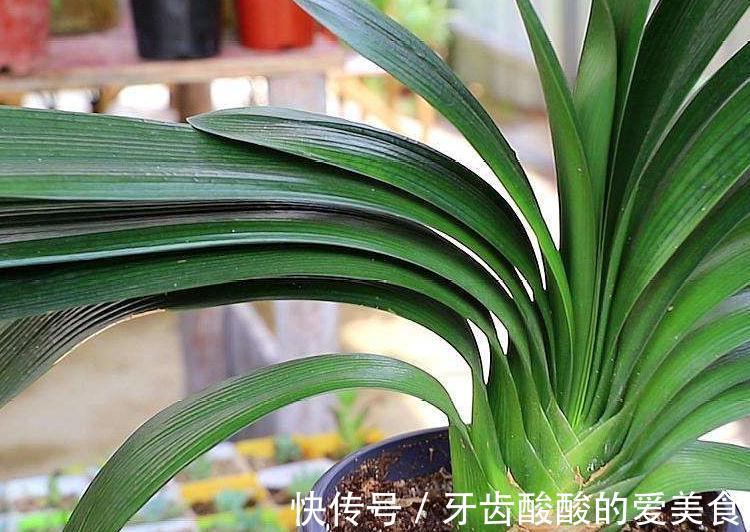 养君子兰,注意4点,不黄叶,根,刚入秋,花箭抽不停
