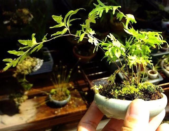 山野草，也高雅！