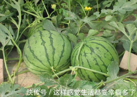 蛋白酶|孕妈可不可以吃菠萝怀孕最忌讳哪些水果听听医生怎么说