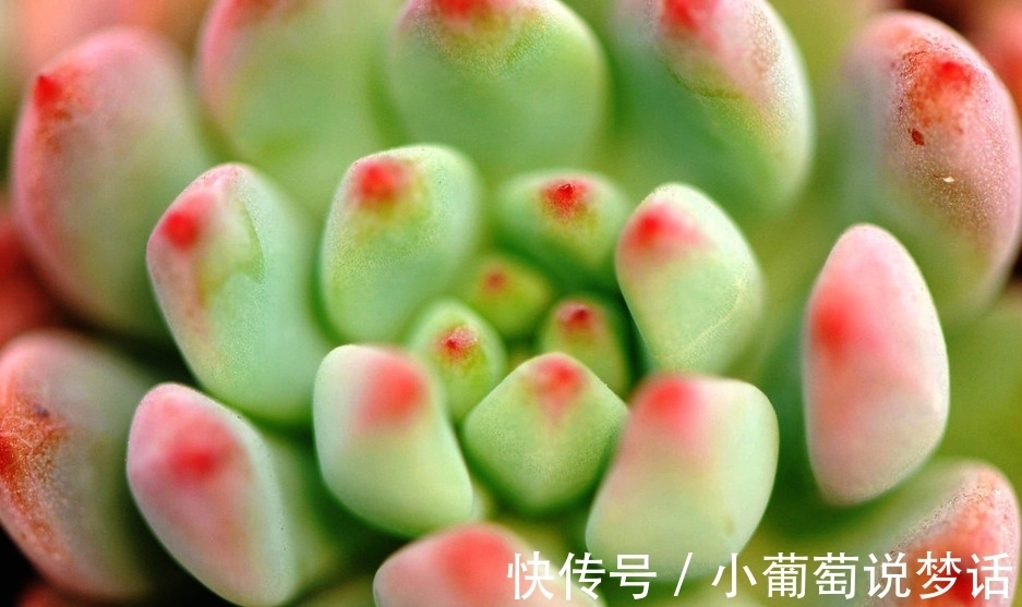 怎样让多肉植物上色更美