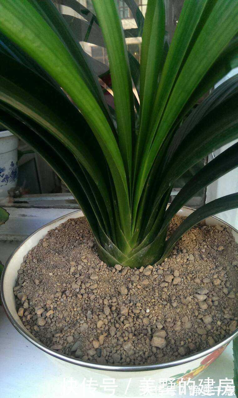 溶液|养花烂根了,全扔掉?别,一个小方法立马满血复活