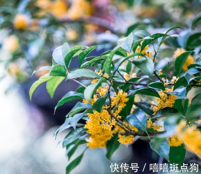 家里有院子，建议种一些能观赏的树，小投入，大收获，划算