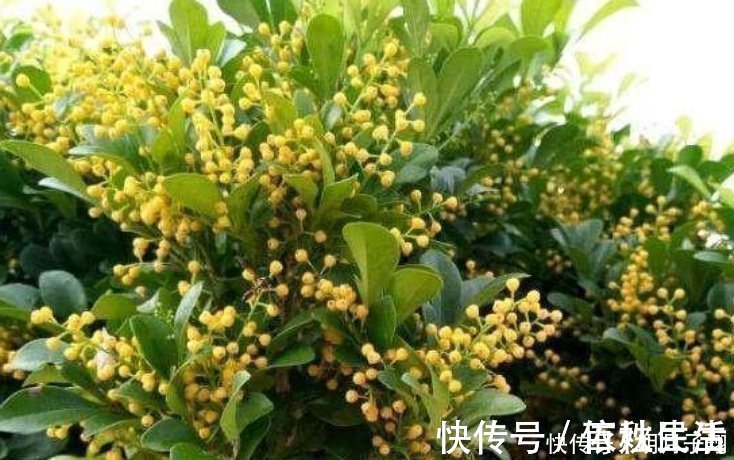 土壤|4种花漂亮又好养，比牡丹好看，养在哪里都爆盆，好运到来