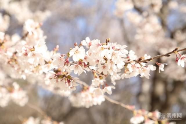 赏花正当时 请来邹平赴一场樱花盛宴