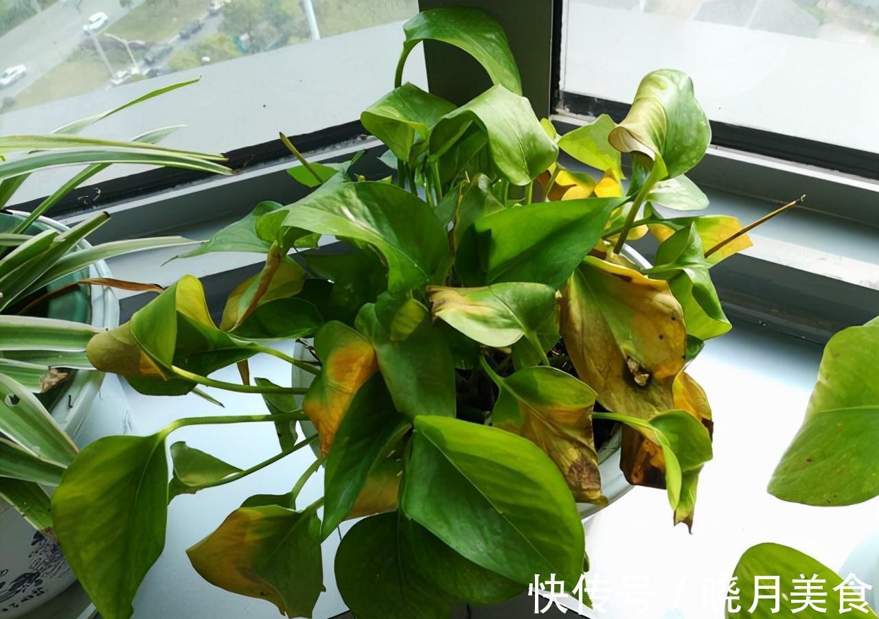 冷天养这8种花,有钱也要穷着养,断粮、少水更抗冻