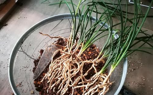 用了“兰花土”，也养不好兰花？那是你做错这“关键”的3步