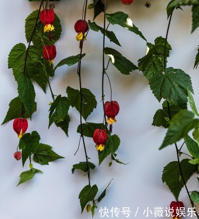 铁线莲|阳台别摆盆盆罐罐了，5种花草养一棵就能开满阳台，很省空间