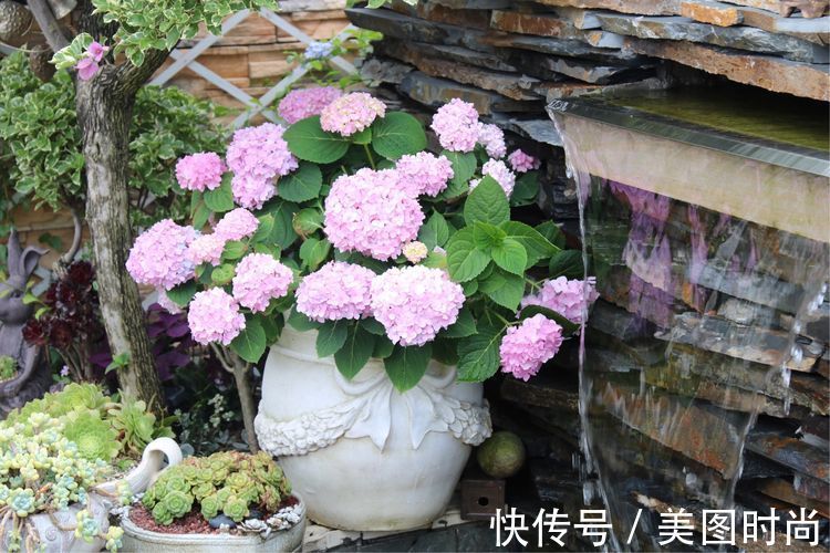 花草|历时一年，在31楼打造300㎡“屋顶花园”，如今美成了仙境