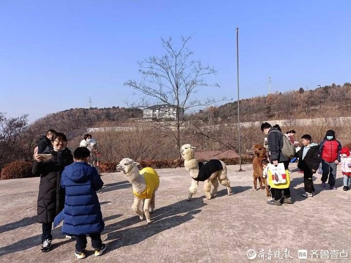 雪雕|雪地越野、雪地娱乐、萌宠互动…济南沉浸式冰雪乐园吸引大批游客