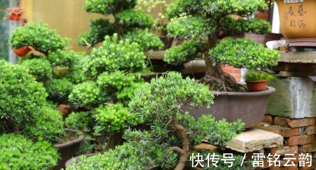 院子里种4种树,注意辨别“公母”,选错了只开花不结果