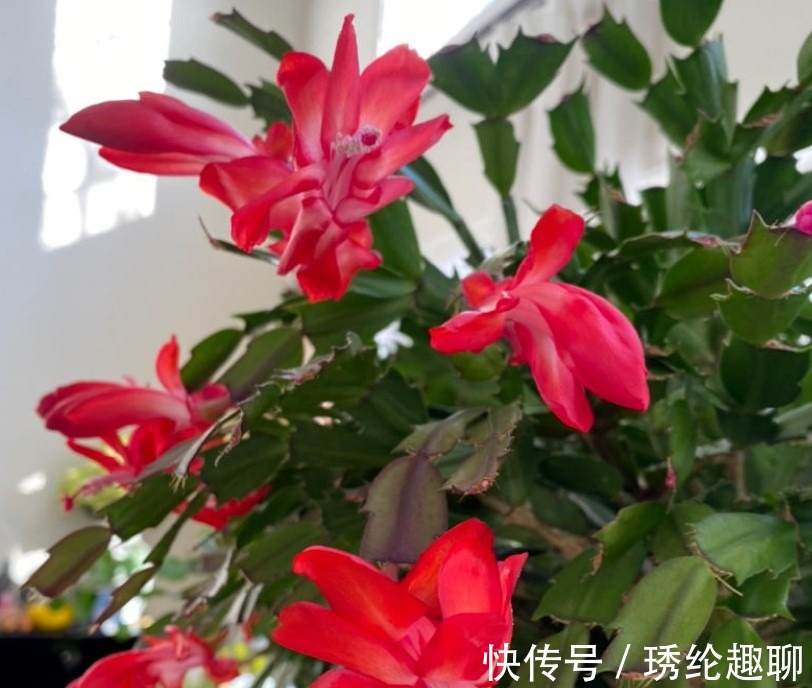 夏季|这两种花夏季千万不要购买回家，入夏就会休眠，非常难养活