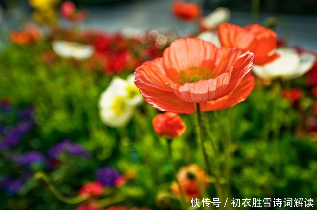 两首宋诗 写了虞美人花和虞美人的关联 再探楚汉时期的战争残酷 全网搜