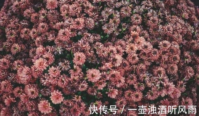 金牛座|8月之后，桃花满目，姻缘来袭，与旧爱藕断丝连，破镜重圆