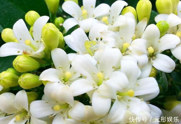 夏季最适合养的花,此花我国最香,花开180天,净化空气比绿萝强