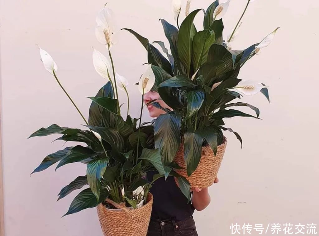 适合养在新家和办公室的5种净化绿植，养护难度低，适合园艺新手