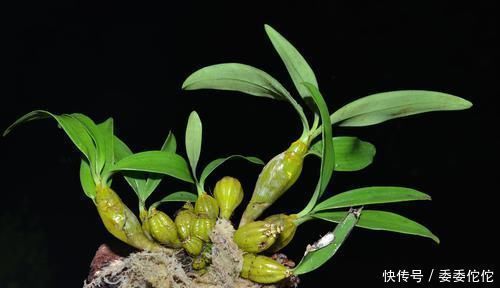 补充雌激素|卵巢早衰不要慌，女人多吃6种食物，补充雌激素，卵巢更年轻