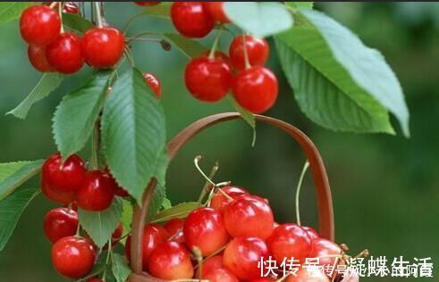 果实|女人皮肤不好不要慌，常吃此果，去皱消斑，皮肤红润嫩白