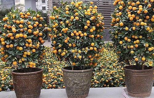 夏季|这4种“吉祥花”寓意富贵,养了就是赚了,家里人都受益