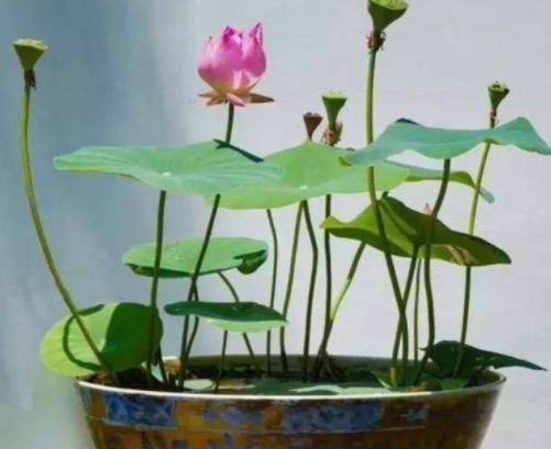 花架|建议阳台不要塞一大堆花盆了瞧瞧下图这布置,高级美观不占地