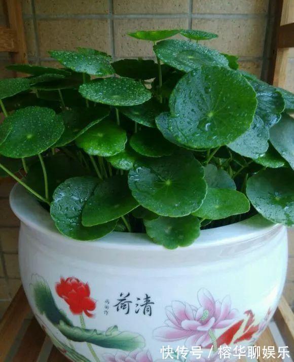 小苗|铜钱草不用买,问邻居要一根小苗,足够你爆盆了