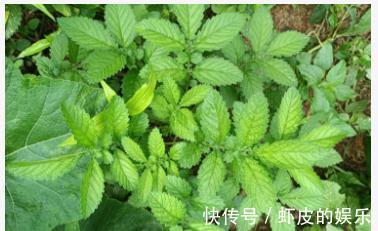 龙芽草|农村常见的野草，人称“仙鹤草”，用来煮水作用大，对女性有好处