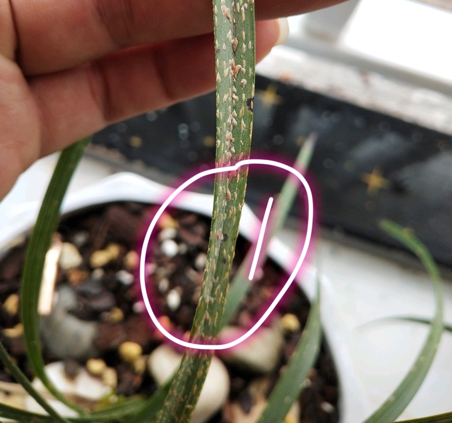 兰花盆|请给兰花一点尊重,把兰花养成这样良心不会痛吗快做到3点