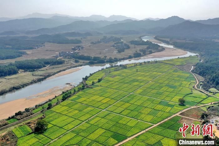 航拍江西吉水千亩油菜花盛开 吸引游客踏春来