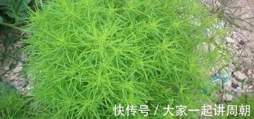 农村|又到了去农村挖野菜的季节，冀南这些常见野菜，你喜欢哪个？