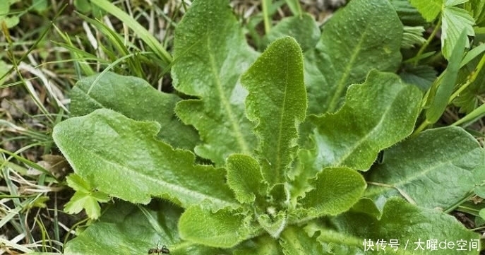 这种植物被称“野菜王”,比人参营养高,1斤卖50元,你吃过没