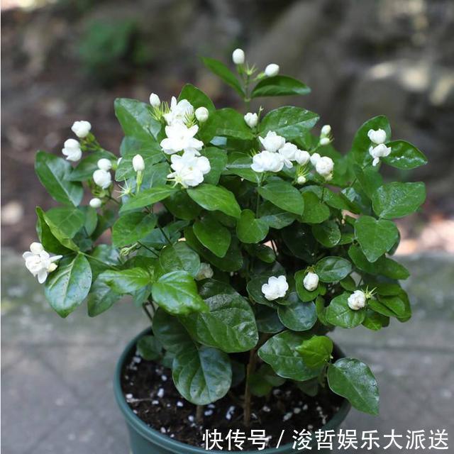 茉莉花盆|养茉莉花，盆里放几粒“小东西”，花儿怒放、芳香，一年开花不断