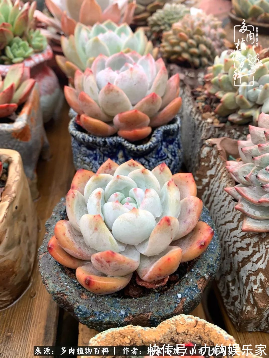 多肉住进暖棚，坦然越冬，放肆浇水，这个冬天有点甜！