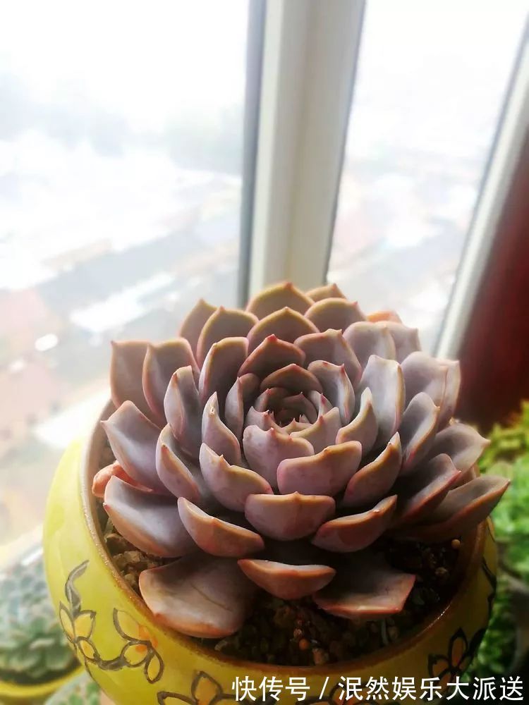 蚧壳虫|为肉痴狂!多肉植物也会用最美的容颜报答我们的勤劳付出!