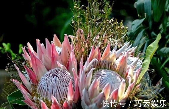 家养“帝王花”,呼呼“一巴掌”,花瓣大又艳,满盆红彤彤