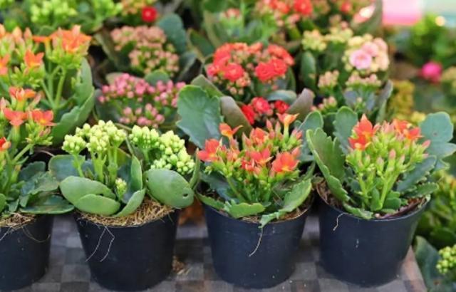 11月，长寿花容易“饿”，10天喂1勺“粉末”，开花大半年！