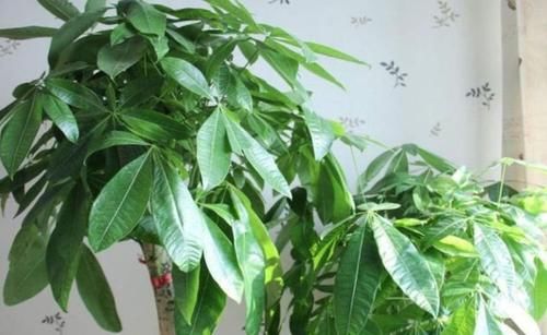 4种花超漂亮，添福添贵添好运，家里养一盆，招财又纳福